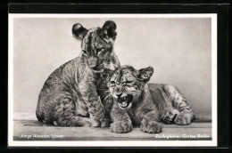 AK Berlin, Zwei Junge Abessinische Löwen Im Zoo  - Tigres