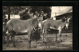AK Berlin, Grevy-Zebras Aus Abessinien Im Zoo  - Zebra's