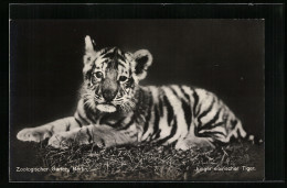 AK Berlin, Junger Sibirischer Tiger Im Zoo  - Tigers