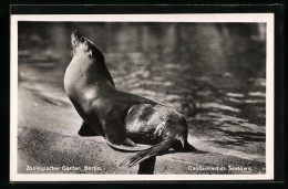 AK Berlin, Californischer Seelöwe Im Zoo  - Sonstige & Ohne Zuordnung