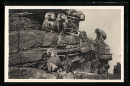 AK Stellingen-Hamburg, Mantel-Paviane Auf Dem Affenfelsen Im Tierpark  - Singes