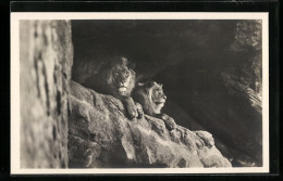 AK Hamburg-Stellingen, Löwen In Der Löwenschlucht Im Tierpark  - Tijgers