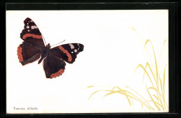 AK Schmetterling, Vanessa Atlanta Mit Zarten Blumen  - Insecten