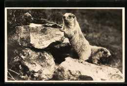 AK Murmeltier Auf Felsen Im Gebirge  - Autres & Non Classés