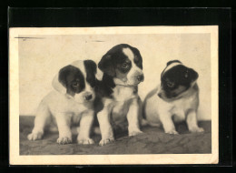 AK Drei Kleine Bernhardiner Nebeneinander  - Cani