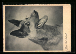 AK Der Aristokrat, Porträt Eines Schäferhunds  - Cani