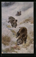 AK Wildschweine Laufen Durch Den Schnee  - Varkens