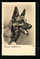 AK Deutscher Schäferhund, Seitenportrait  - Hunde