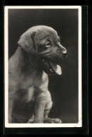 AK Gähnender Hundewelpe, Portrait  - Honden