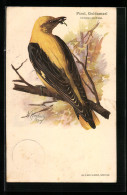 AK Pirol, Goldamsel, Oriolus Galbula  - Vögel