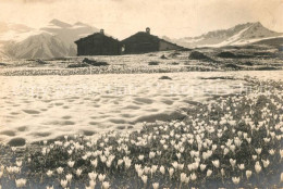 13297959 Davos GR Krokusblumen Auf Der Buendneralp Davos GR - Otros & Sin Clasificación