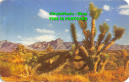 R355860 Joshua. Tree On The Desert. Bob Petley. Kodachrome By Esther Henderson. - Monde