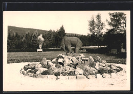 AK Bärenfels /Erzgeb., Kurpark Mit Bären-Statue  - Sonstige & Ohne Zuordnung