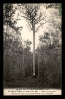 60 - LA NEUVILLE-EN-REZ - LE GROS CHENE DU FOND DU SAC - ARBRE - Sonstige & Ohne Zuordnung