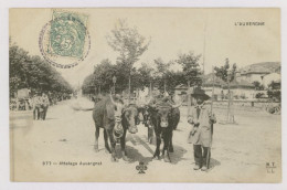 AUVERGNE : Attelage Auvergnat, 1906 (z4193) - Auvergne