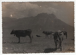 X126414 RARO CATALUNYA LERIDA LLEIDA BERGADA GOSOL PEDRAFORCA DESDE LA SERRA DEL VERD POSTAL RARA - Lérida