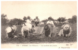 83 HYERES - La Cueillette Des Fraises. - Hyeres