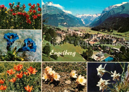 13169267 Engelberg OW Blumen Engelberg OW - Sonstige & Ohne Zuordnung