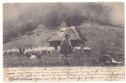 RO - 25202 STANA In CLABUCET, Prahova, Romania - Old Postcard - Used - 1905 - Rumänien