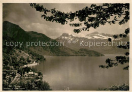 13114807 Weggis Vierwaldstaettersee Niederbauen Oberbauen Alpenpanorama Weggis - Sonstige & Ohne Zuordnung