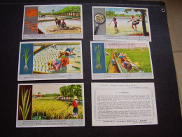 Original Old Cards Chromos Liebig S 1615 Culture Du Riz Complet - Liebig