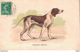 BRAQUE DUPUY - Hunde