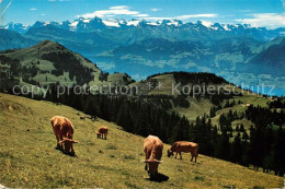 13060769 Rigi Kulm Blick Auf Urner Und Unterwaldner Alpen Rigi Kulm - Other & Unclassified