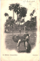 CPA Carte Postale Sénégal Dressage Difficile  1904 VM80746ok - Sénégal