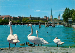 13003169 Zuerich ZH Schwaene An Der Limmat Zuerich ZH - Autres & Non Classés