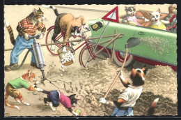 AK Katzen Beim Strassenbau Verursachen Ein Verkehrschaos  - Cats