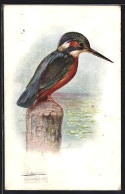 AK Kingfisher, Eisvogel Am Uferrand  - Uccelli