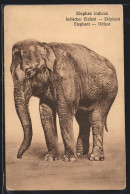 AK Indischer Elefant, Portrait  - Elefantes