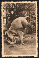 AK Elefant Beim Handstand  - Elefantes