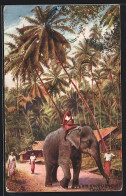 AK Elefant Mit Führer Auf Sich, Palmen Und Hütten, His Excellency Ceylon  - Elephants