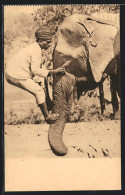 AK Elefant Als Lebende Leiter  - Elefanti