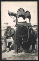 AK Jaipur, Elefant Des Maharadscha  - Elephants