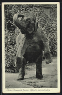 AK Emmen, Noorder-Dierenpark, Olifant In Dressuurhouding  - Elefanten