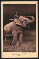 AK Mann Reitet Auf Indischem Elefanten  - Éléphants