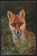 AK Fuchs Zwischen Gräsern, Portrait  - Other & Unclassified