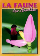 La Faune Des Antilles (2003) De Collectif - Dieren