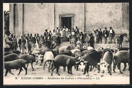 CPA Zilia, Bénédiction Des Cochons  - Autres & Non Classés