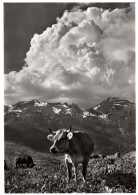 CPSM - OBERTOGGENBURG - Sur L'Alp Iltios (Pâturage Vaches) ... Edition Photo A. Eggenberger, Walzenhausen - Autres & Non Classés