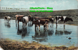 R356173 Cattle. 1905. I. F. L. S. 862 - World