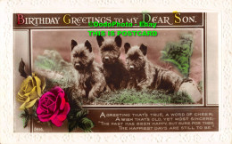 R355263 Birthday Greetings To My Dear Son. Three Black Dogs And Roses. Art Photo - World