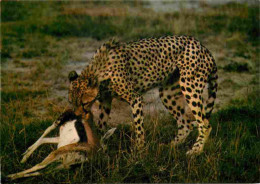Animaux - Fauves - Guépard - Faune Africaine - Guépard Mangeant Sa Proie - Cheetah - CPM - Carte Neuve - Voir Scans Rect - Autres & Non Classés