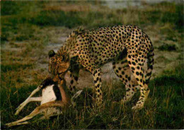 Animaux - Fauves - Guépard - Faune Africaine - Guépard Mangeant Sa Proie - Cheetah - CPM - Carte Neuve - Voir Scans Rect - Andere & Zonder Classificatie