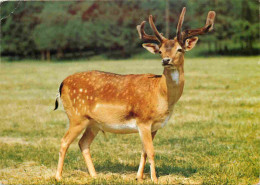 Animaux - Cervidés - Belgique - Belgium - Gibiers De Nos Ardennes - Daim - Damhert - Deer - Damhirsch - CPM - Carte Neuv - Other & Unclassified