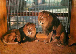 Animaux - Fauves - Lion - Chaumont Sur Tharonne - Parc Zoologique De Montevran - Lions Du Soudan - Zoo - CPM - Carte Neu - Löwen