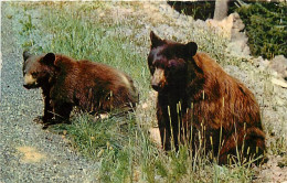 Animaux - Ours - Black Bear - Bear - CPSM Format CPA - Voir Scans Recto-Verso - Bears