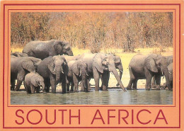 Animaux - Eléphants - Afrique Du Sud - South Africa - Safari - éléphanteau - CPM - Voir Scans Recto-Verso - Elefanti